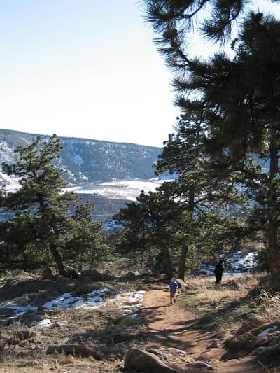 Snow under ponderosa pines at Hall Ranch