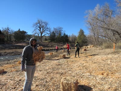 Volunteers carrying willow bundles across a gravel bar on the St. Vrain